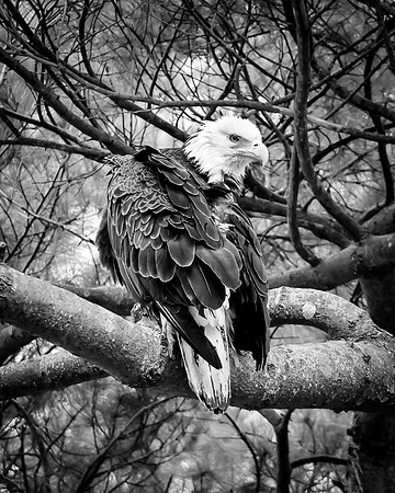 Eagle-8172-Edit-2.JPG