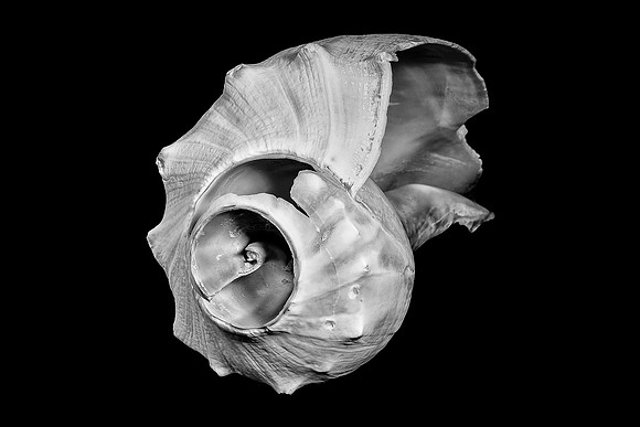 Shells-2916-Edit.JPG