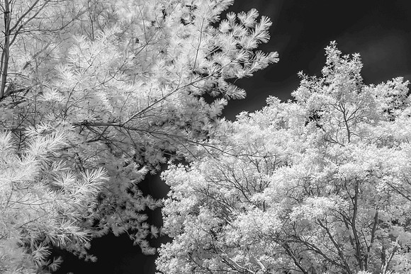 Tree-